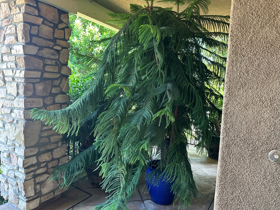 Pair Of Large Potted Pine Trees Apx 115”H In Blue Pots 18R [Photo 2]