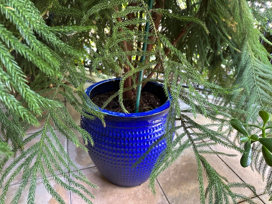 Pair Of Large Potted Pine Trees Apx 115”H In Blue Pots 18R [Photo 10]