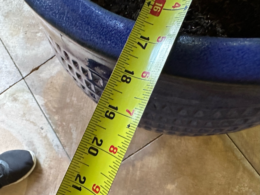 Pair Of Large Potted Pine Trees Apx 115”H In Blue Pots 18R [Photo 12]