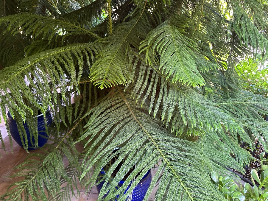 Pair Of Large Potted Pine Trees Apx 115”H In Blue Pots 18R [Photo 8]