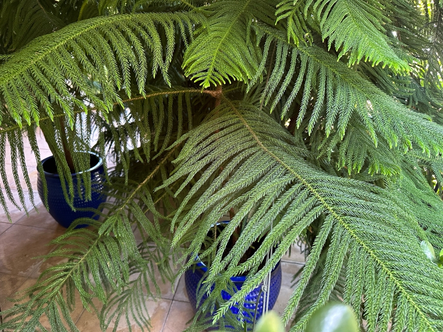 Pair Of Large Potted Pine Trees Apx 115”H In Blue Pots 18R [Photo 9]