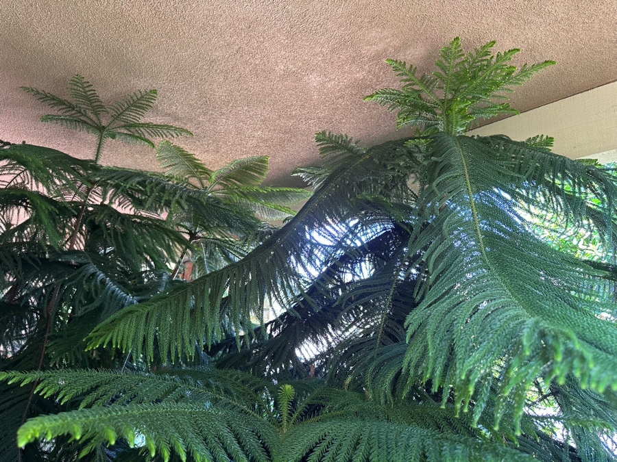 Pair Of Large Potted Pine Trees Apx 115”H In Blue Pots 18R [Photo 11]