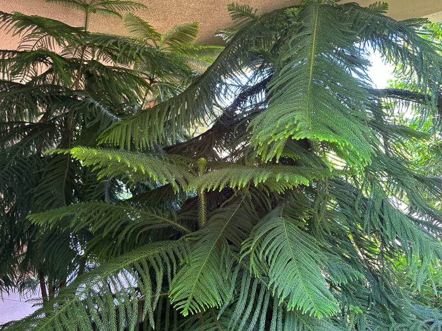 Pair Of Large Potted Pine Trees Apx 115”H In Blue Pots 18R [Photo 7]