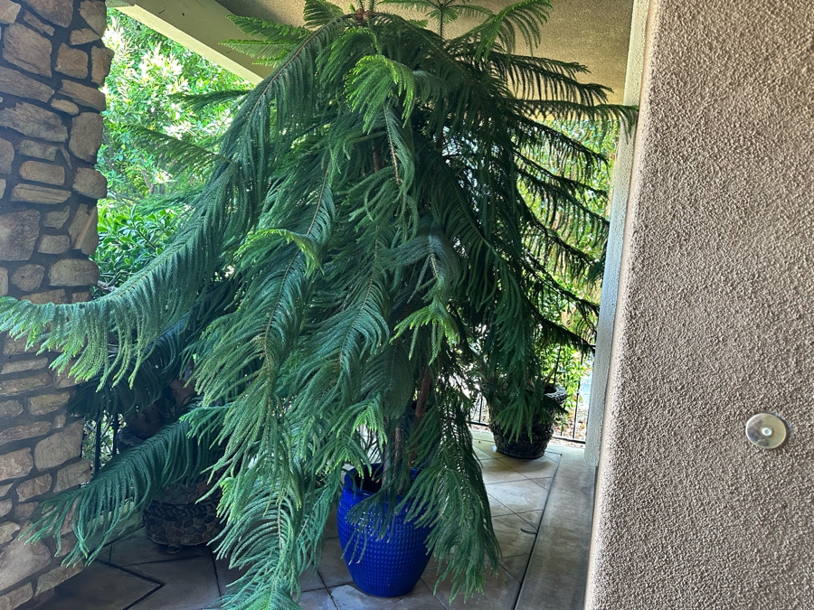 Pair Of Large Potted Pine Trees Apx 115”H In Blue Pots 18R [Photo 4]