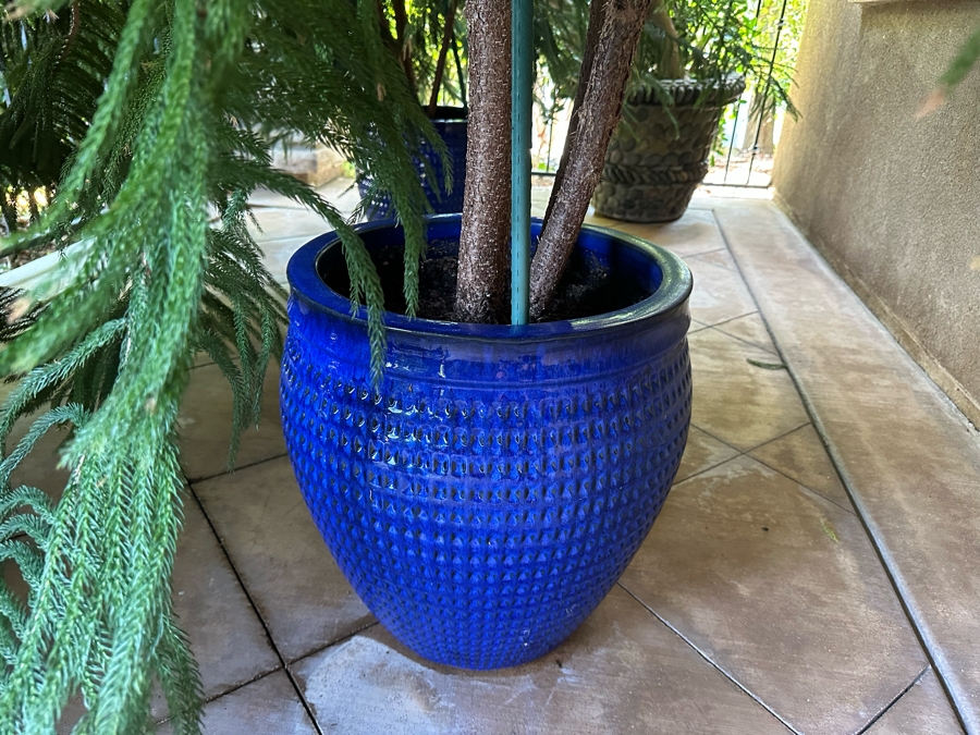 Pair Of Large Potted Pine Trees Apx 115”H In Blue Pots 18R [Photo 5]
