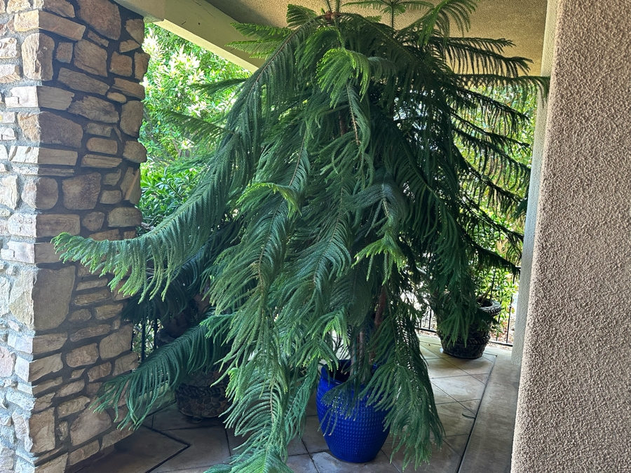 Pair Of Large Potted Pine Trees Apx 115”H In Blue Pots 18R [Photo 3]