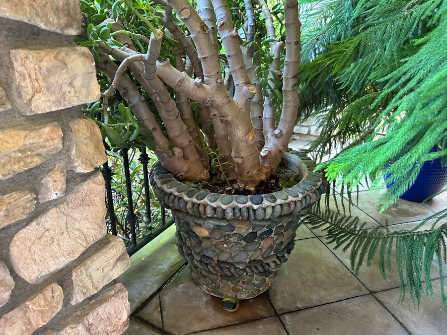 Jade Plant 68H In Large Pot 29W [Photo 2]