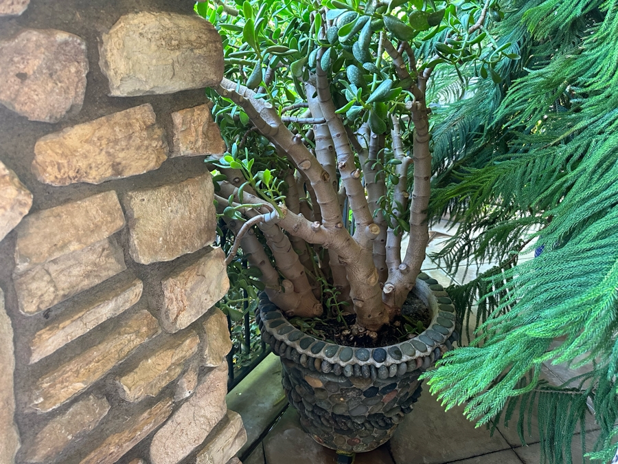 Jade Plant 68H In Large Pot 29W [Photo 4]