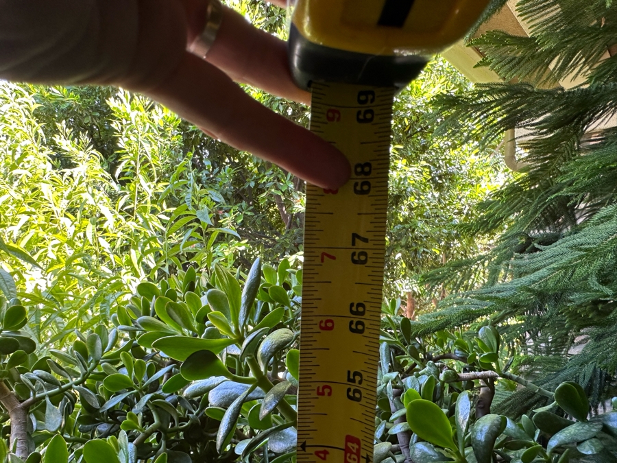 Jade Plant 68H In Large Pot 29W [Photo 6]