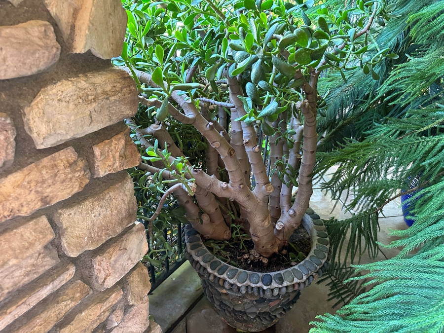 Jade Plant 68H In Large Pot 29W [Photo 3]