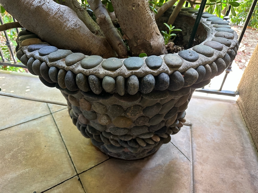 Jade Plant 71H In Large Pot 29W [Photo 3]