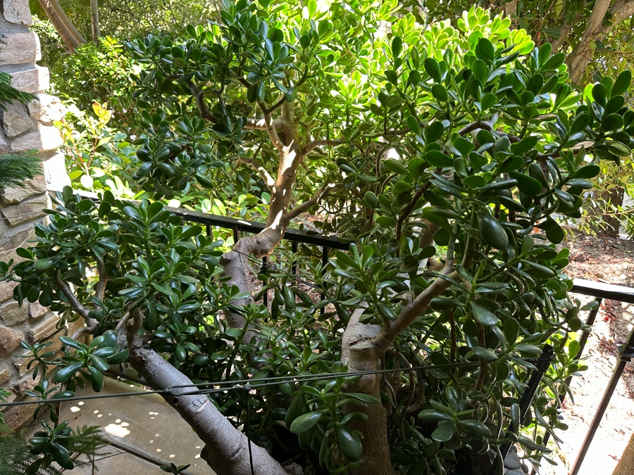 Jade Plant 71H In Large Pot 29W [Photo 4]