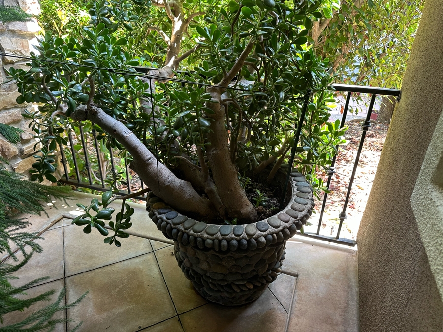 Jade Plant 71H In Large Pot 29W