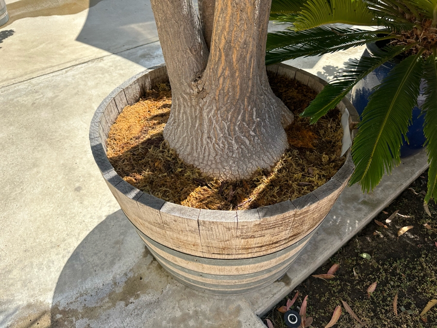 Large Ponytail Palm Tree 128”H In Pot 30R [Photo 3]