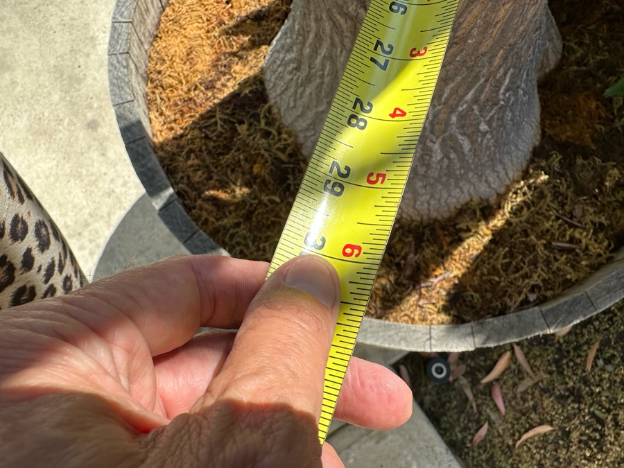 Large Ponytail Palm Tree 128”H In Pot 30R [Photo 7]