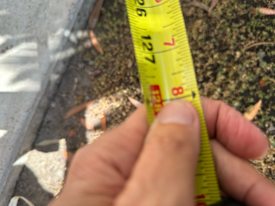 Large Ponytail Palm Tree 128”H In Pot 30R [Photo 5]