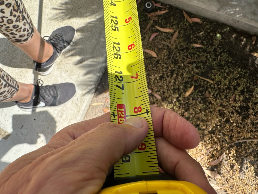 Large Ponytail Palm Tree 128”H In Pot 30R [Photo 6]