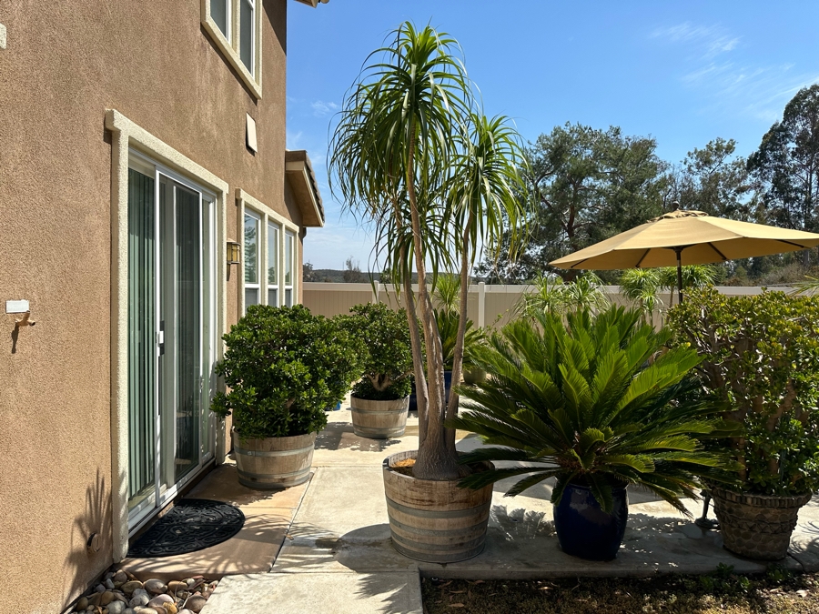 Large Ponytail Palm Tree 128”H In Pot 30R [Photo 2]