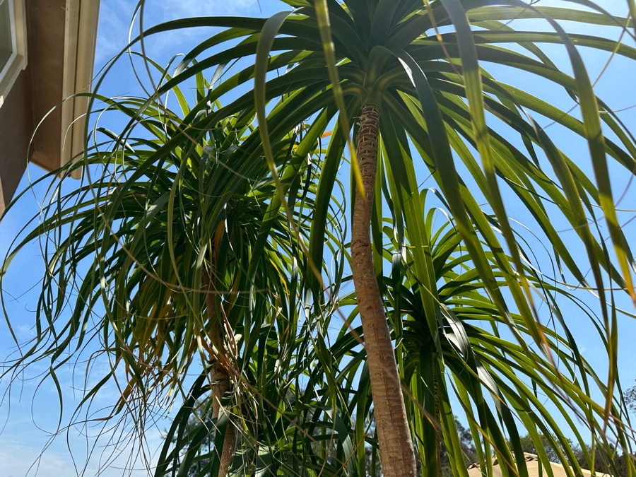 Large Ponytail Palm Tree 128”H In Pot 30R [Photo 4]
