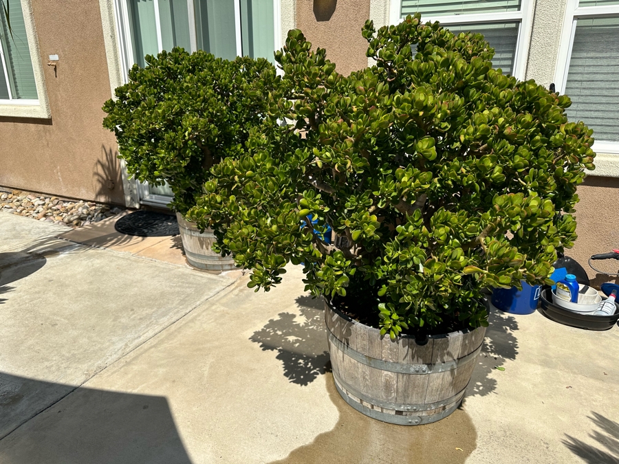 Pair Of Jade Plants 62H In Large Wooden Pots 33R [Photo 4]
