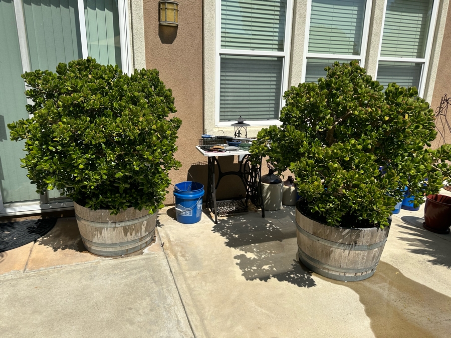 Pair Of Jade Plants 62H In Large Wooden Pots 33R [Photo 2]