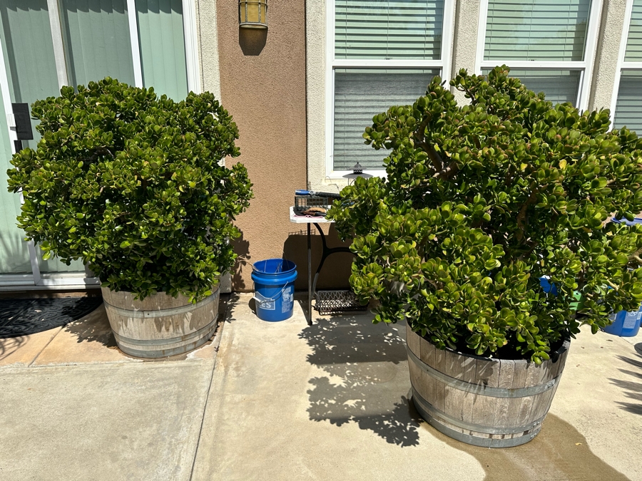 Pair Of Jade Plants 62H In Large Wooden Pots 33R [Photo 1]