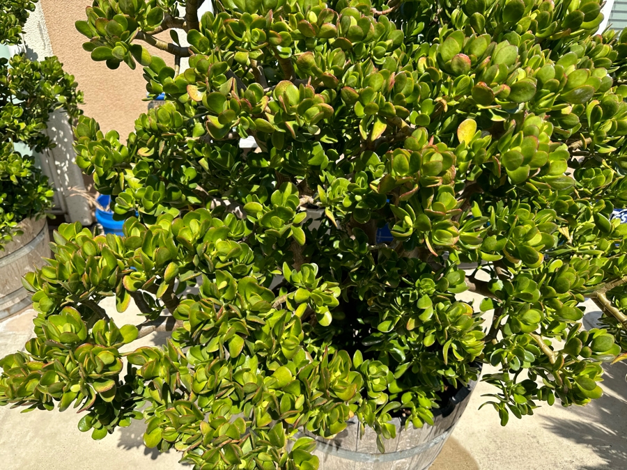 Pair Of Jade Plants 62H In Large Wooden Pots 33R [Photo 3]