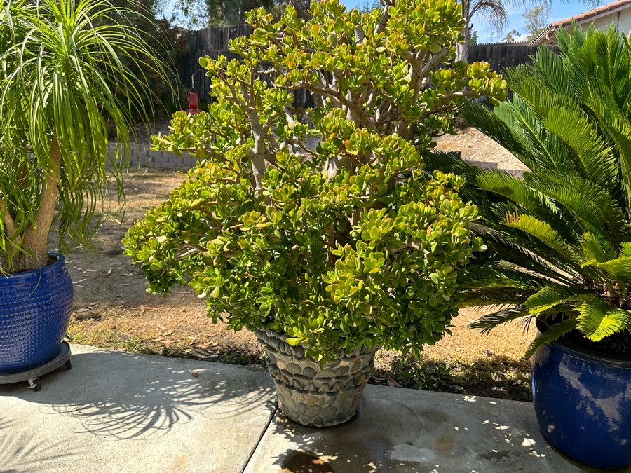Jade Plant 69H In Large Pot 26W [Photo 1]