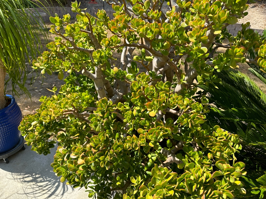 Jade Plant 69H In Large Pot 26W [Photo 3]