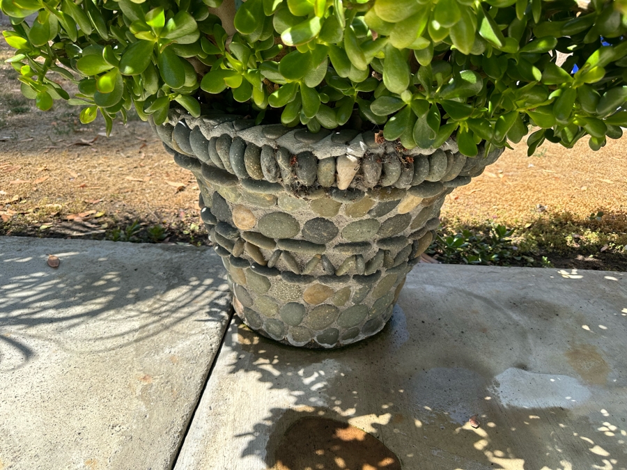 Jade Plant 69H In Large Pot 26W [Photo 4]