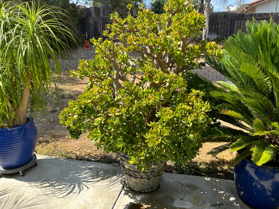 Jade Plant 69H In Large Pot 26W [Photo 2]