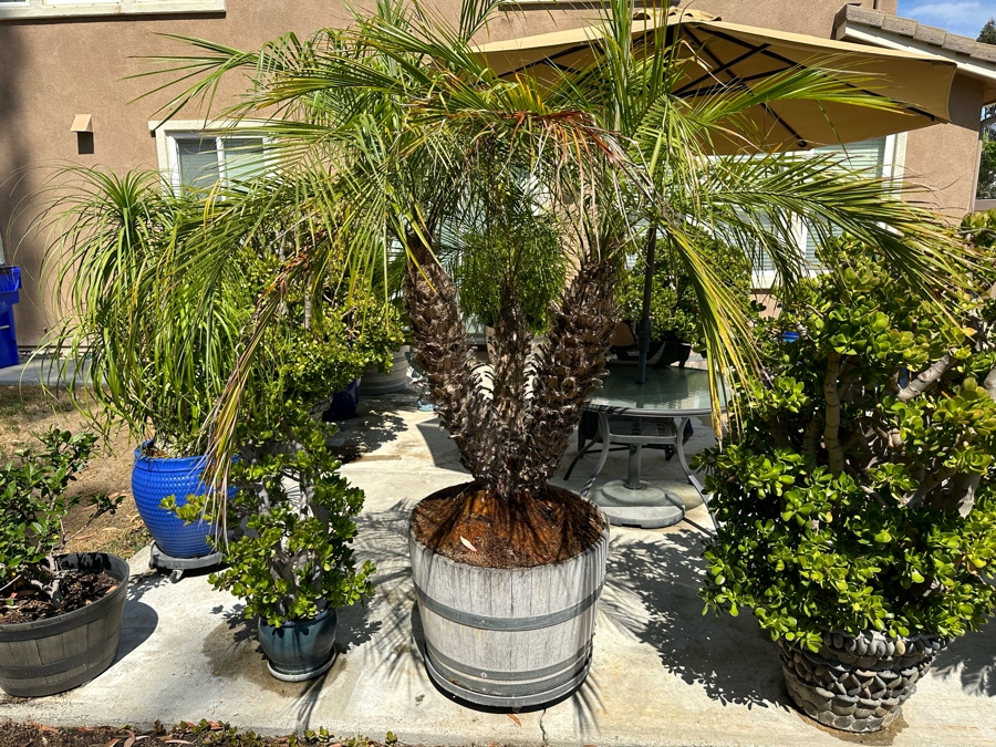 Palm Tree 84H In Large Wood Pot 29W [Photo 1]