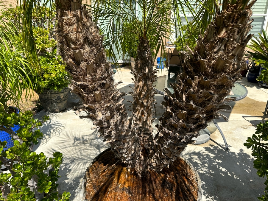 Palm Tree 84H In Large Wood Pot 29W [Photo 3]