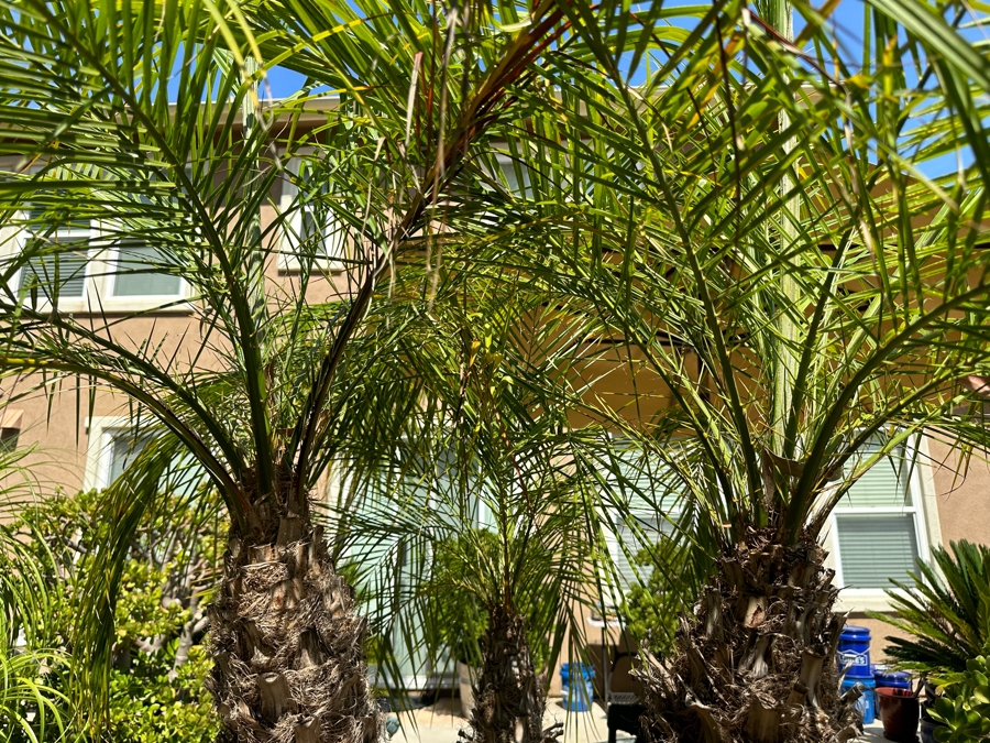 Palm Tree 84H In Large Wood Pot 29W [Photo 4]