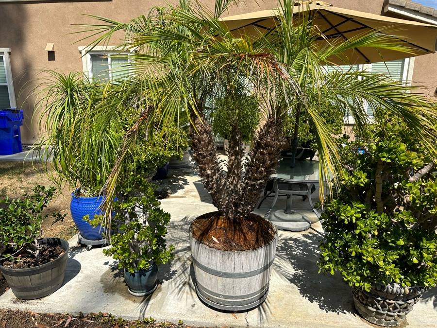 Palm Tree 84H In Large Wood Pot 29W [Photo 2]