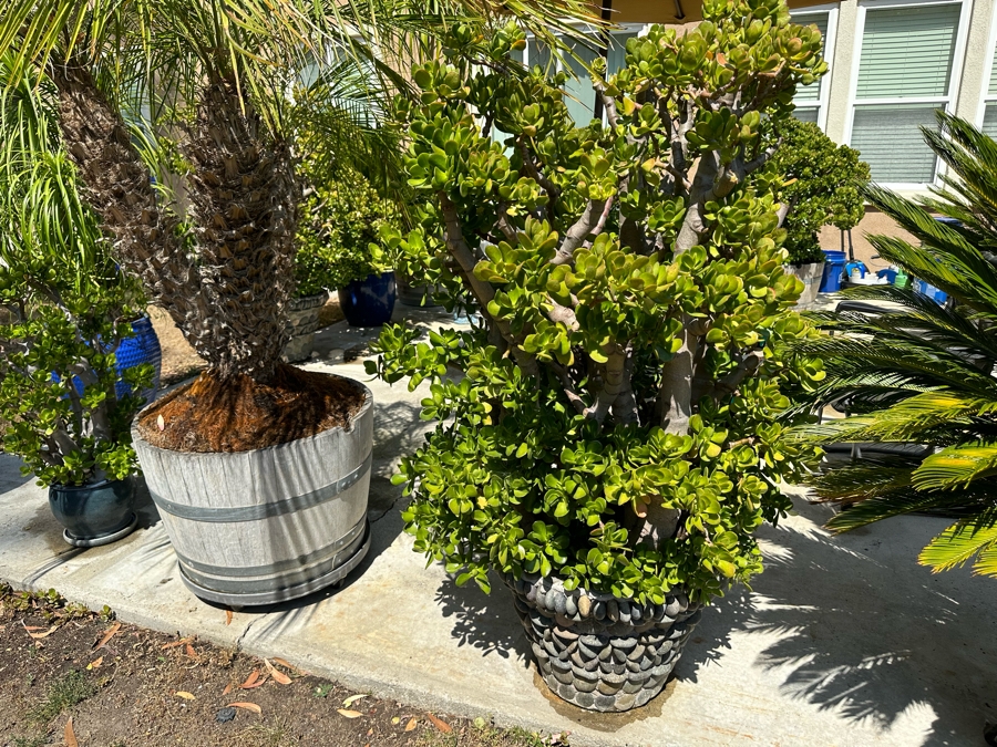 Jade Plant 64H In Large Pot 21W [Photo 2]