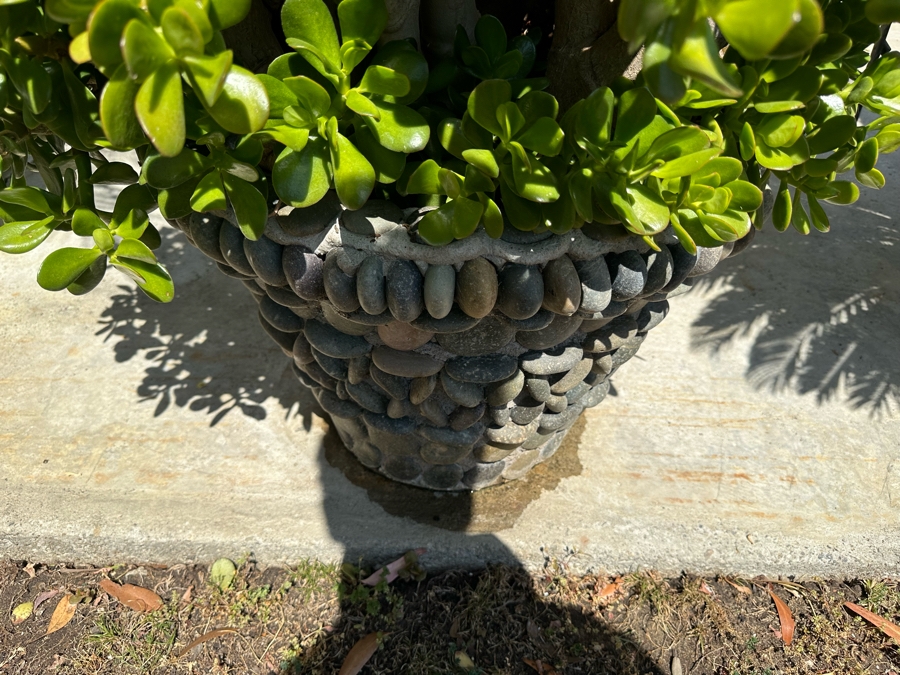 Jade Plant 64H In Large Pot 21W [Photo 3]