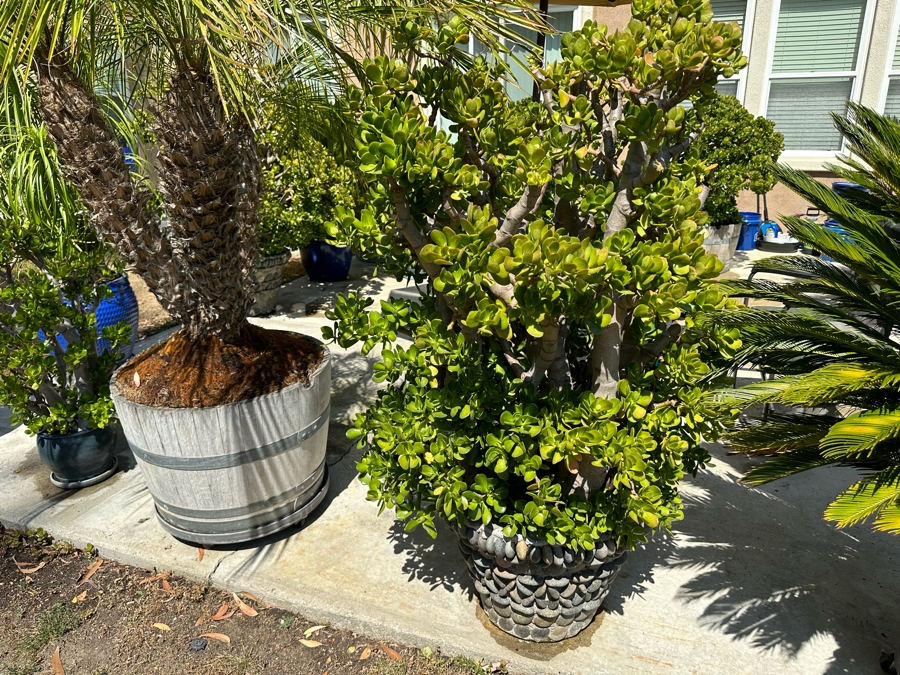 Jade Plant 64H In Large Pot 21W [Photo 1]