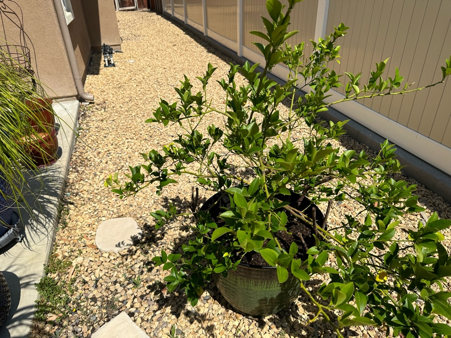 Citrus Plant 57H In Large Glazed Pot 22W [Photo 2]