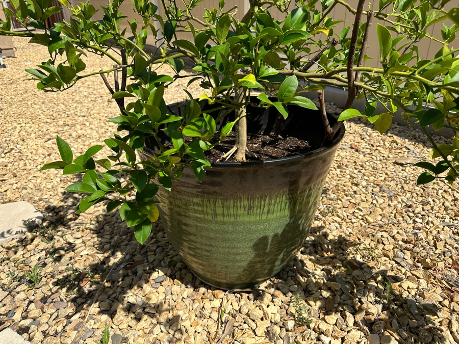 Citrus Plant 57H In Large Glazed Pot 22W [Photo 1]