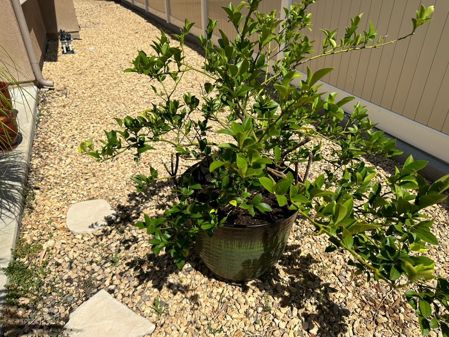 Citrus Plant 57H In Large Glazed Pot 22W [Photo 3]