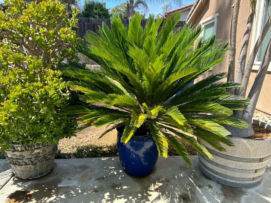 Large Sago Palm Tree 66H With Blue Pot 16W [Photo 1]