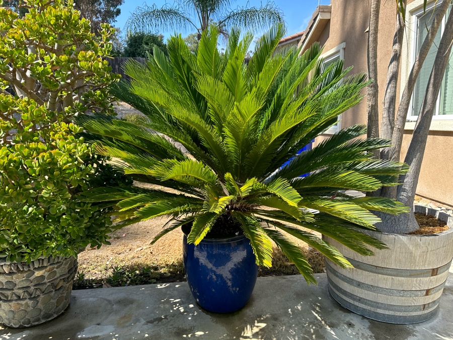 Large Sago Palm Tree 66H With Blue Pot 16W [Photo 2]