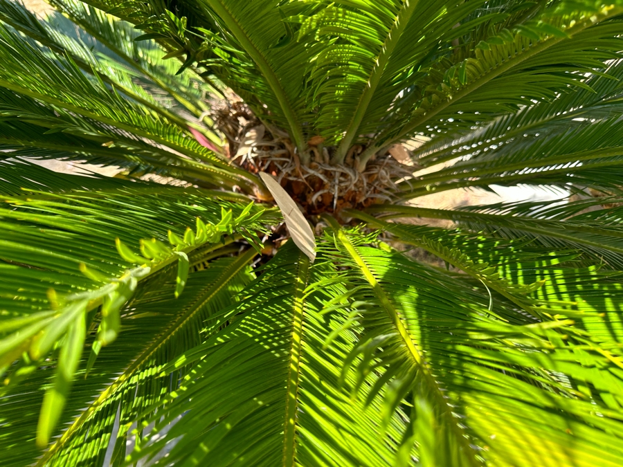 Large Sago Palm Tree 66H With Blue Pot 16W [Photo 3]