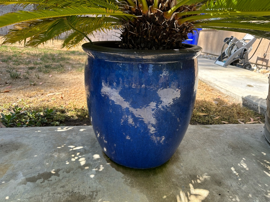 Large Sago Palm Tree 66H With Blue Pot 16W [Photo 4]