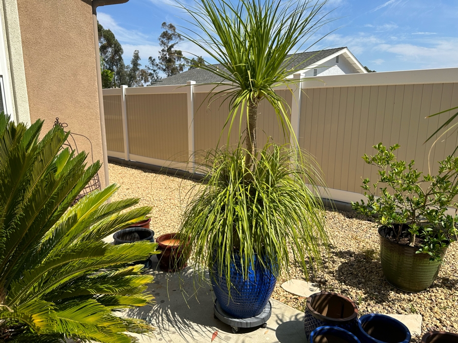Ponytail Palm Tree 81H In Blue Pot 17R [Photo 2]