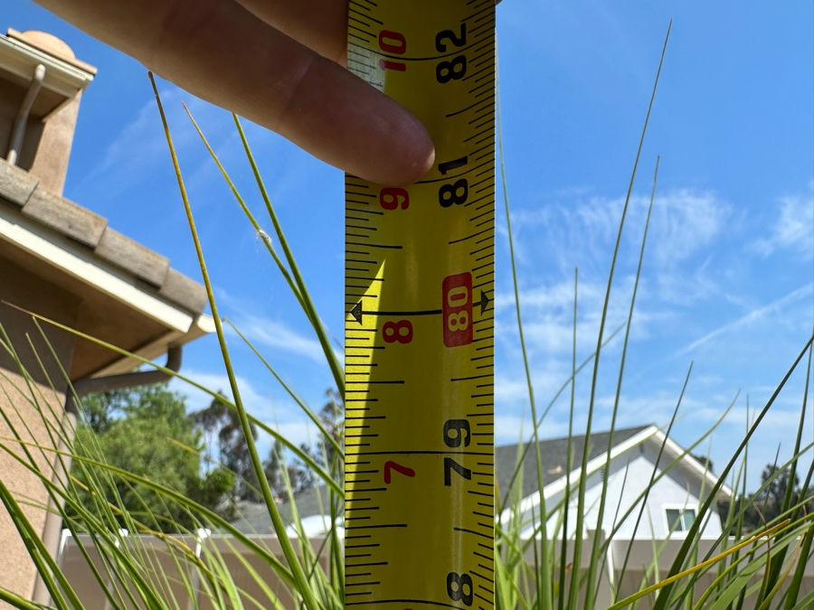 Ponytail Palm Tree 81H In Blue Pot 17R [Photo 5]
