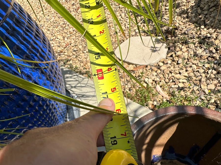 Ponytail Palm Tree 81H In Blue Pot 17R [Photo 6]