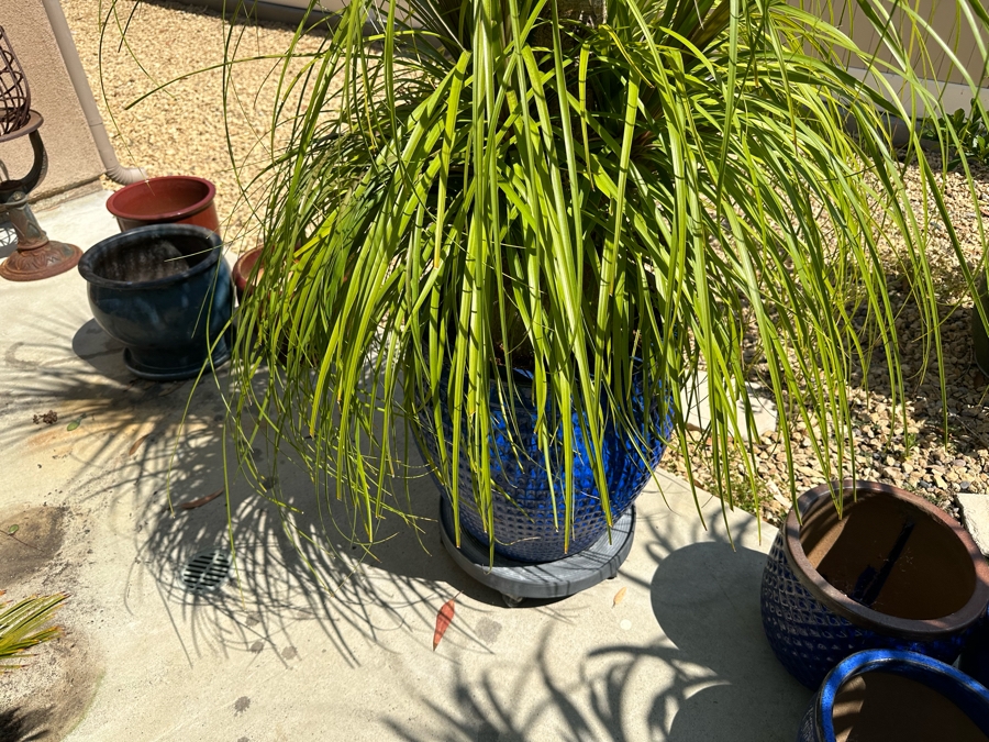 Ponytail Palm Tree 81H In Blue Pot 17R [Photo 3]