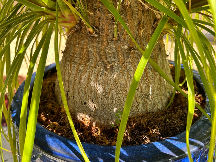 Ponytail Palm Tree 81H In Blue Pot 17R [Photo 4]